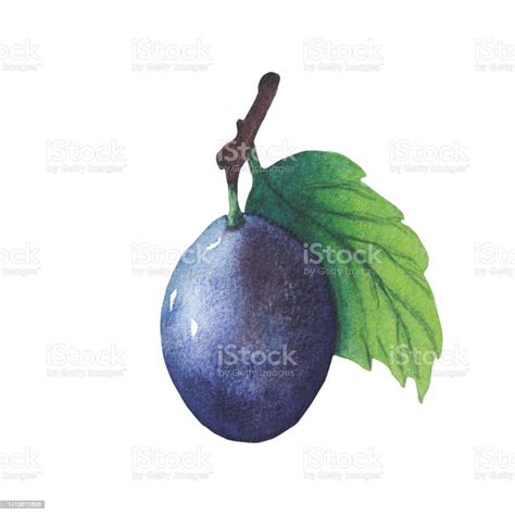 Plum Drawing Watercolor Isolated On White Background Stock Illustration ...