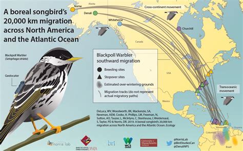 New Publication: A Songbird's Migration Across Land and Sea : NE CASC