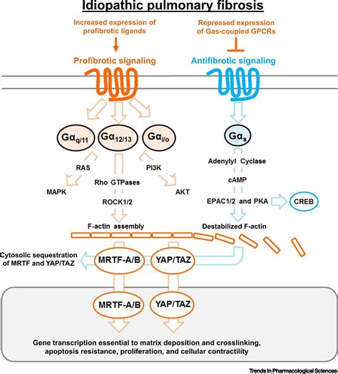 Targeting GPCR Signaling for Idiopathic Pulmonary Fibrosis Therapies: Trends in Pharmacological ...