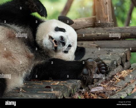 Giant panda baby over the tree Stock Photo - Alamy