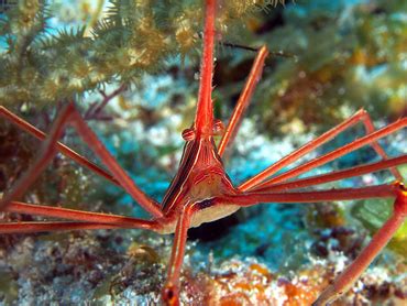 Yellowline Arrow Crab - Stenorhynchus seticornis - Neck Crabs ...