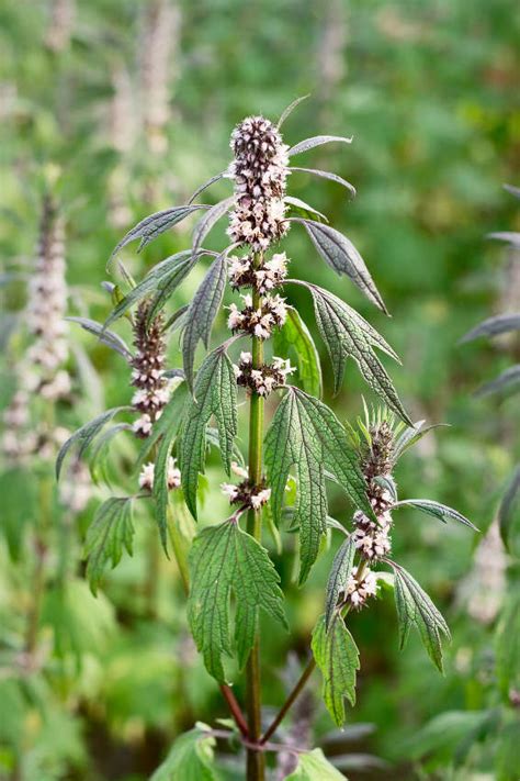 Benefits of Motherwort