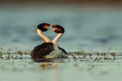 Dancing on the edge: Hooded Grebe’s recovery journey - BirdLife International