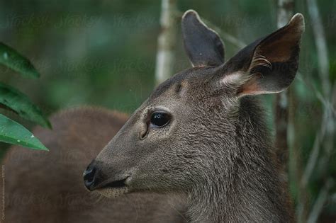 "Sambar Deer" by Stocksy Contributor "Chalit Saphaphak" - Stocksy