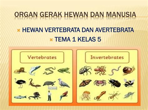 Hewan Vertebrata Dan Hewan Avertebrata – Tips And Solution