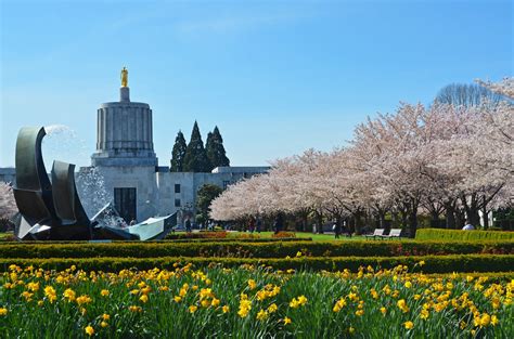 Cherry Blossoms Salem Oregon 2 | Salem Oregon April 2012 | Flickr