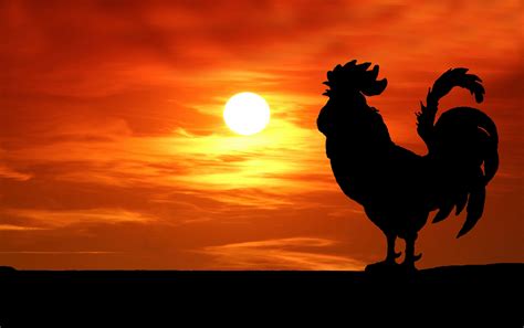 Rooser Silhouette Sunset Free Stock Photo - Public Domain Pictures