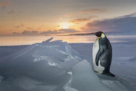 Emperor Penguin On The Sea Ice Photograph by Alasdair Turner - Fine Art ...