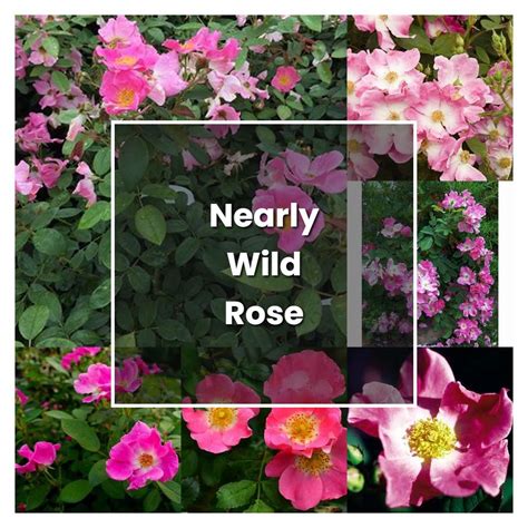 How to Grow Nearly Wild Rose - Plant Care & Tips | NorwichGardener