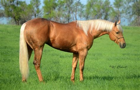 Casey’s Pick | Horse life, Palomino horse, Horse world