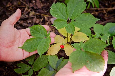 Learn to hunt and cultivate ginseng; celebrate the harvest with the Organic Growers School on ...