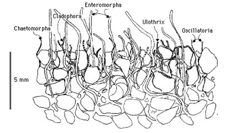 Formation - Stromatolites