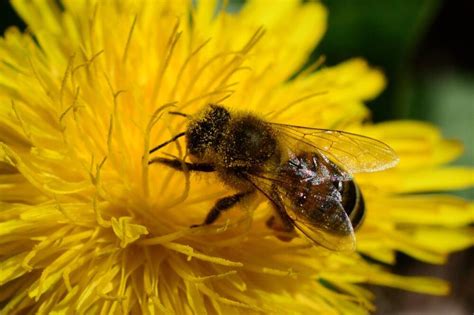 Inside the first ever robotic bees made to aid pollination