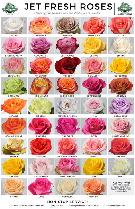 The 25+ best Rose varieties ideas on Pinterest | All flowers name ...