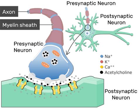 Neurotransmitter Release At Cholinergic Synapses | GetBodySmart