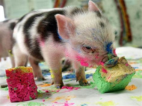 10 Mini Pigs Home re-Design Tips for Safety and Fun