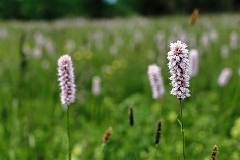 Flowers Meadow Plants - Free photo on Pixabay - Pixabay