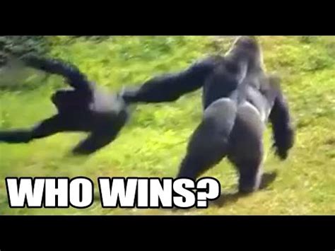 Gorilla vs Chimp, Who Wins? Silverback Gorilla vs Chimpanzee - YouTube