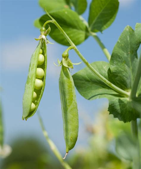 How to grow peas: What to plant, when to plant it, and how quickly you'll be dishing it up ...