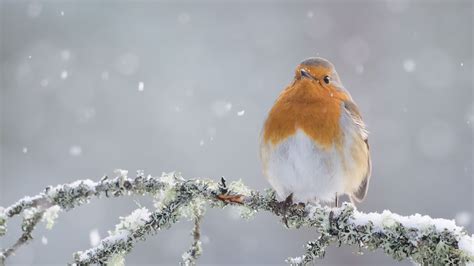 Robin Bird Wallpapers - Wallpaper Cave