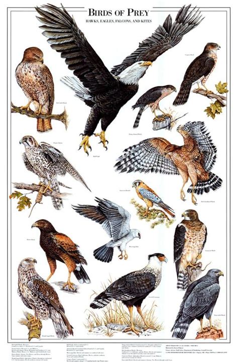 'Birds of Prey I' Art Print | Art.com | Birds of prey, Birds, Bird identification