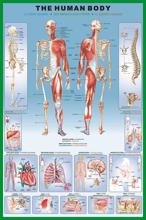 Amazon.com: Laminated Illustrated Human Body Educational Anatomy Chart ...