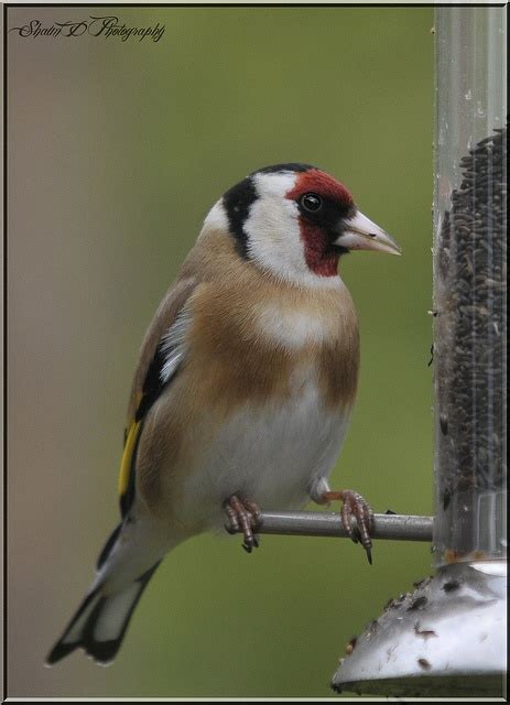 GOLDFINCH | Goldfinch, Animals, Flora and fauna