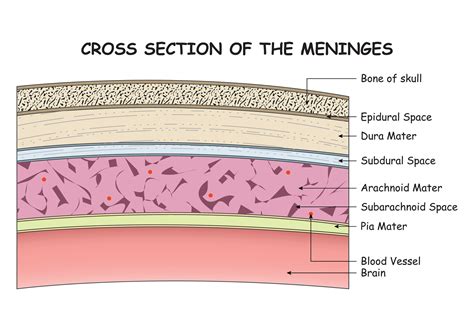 Cross Section of the Meninges Design Vector Illustration Diagram 34201612 Vector Art at Vecteezy