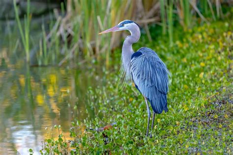 11 Fascinating Swamp Animals