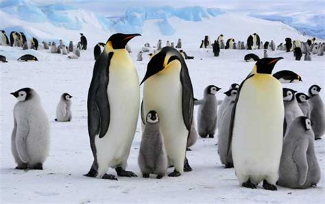 Penguin Habitat - Animal Facts and Information