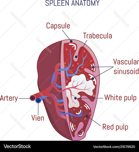 [DIAGRAM] Liver Spleen Diagram - MYDIAGRAM.ONLINE