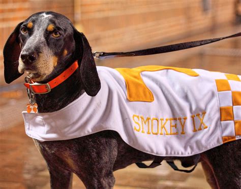 Tennessee Volunteers Smokey UT Vols NCAA Football Mascot Bluetick ...