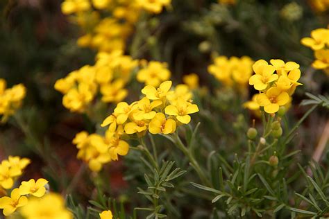 Yellow Wildflowers | Yellow wildflowers spotted along Highwa… | Flickr