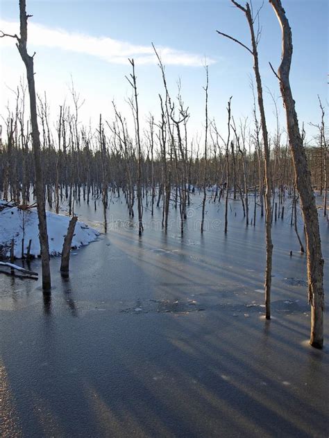 Beaver Habitat stock image. Image of snow, animal, rodent - 27850775