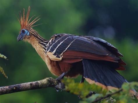 Hoatzin - Alchetron, The Free Social Encyclopedia