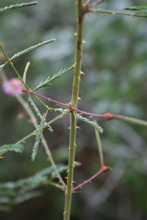 Native Florida Wildflowers: July 2015