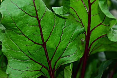 Growing Beetroot Hydroponically - A Full Guide | Gardening Tips