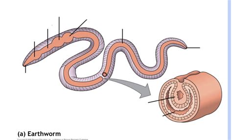 Earthworm Digestive System Diagram | Quizlet