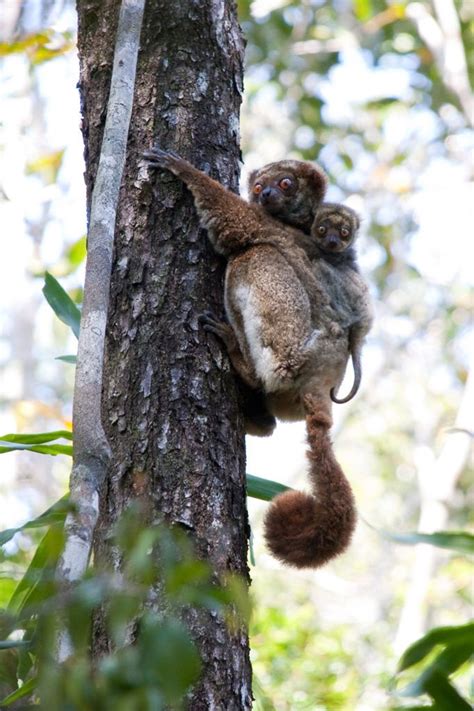 Restoring forest homes for endangered Madagascan lemurs