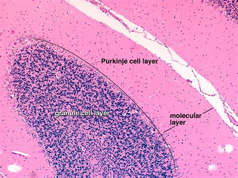 Cerebral Cortex Histology Labeled