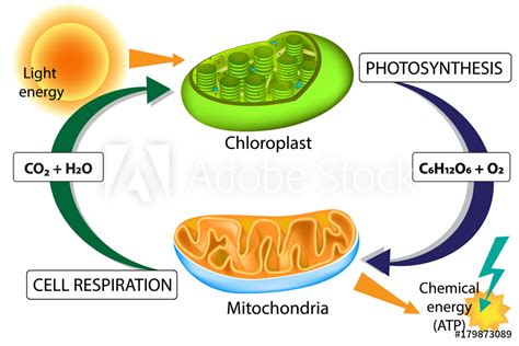 Photosynthesis and Respiration | Science Quiz - Quizizz