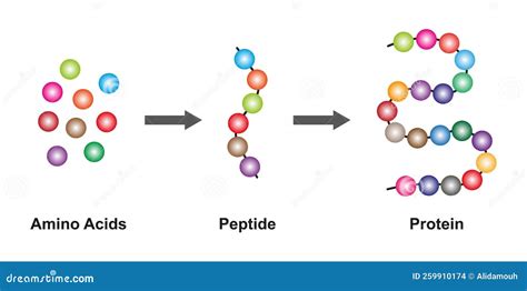 Scientific Designing Of Homozygous And Heterozygous Chromosomes Stock Image | CartoonDealer.com ...