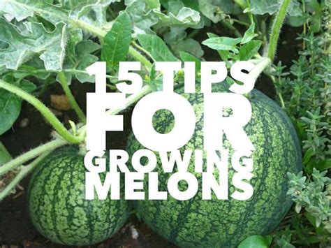 15 Gardening Tips for Growing Melons - Gardening Channel