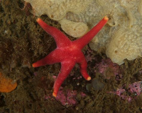 The Best of Underpressure Photography: Blood Sea Star on Orange Sheath ...