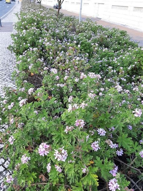 Pelargonium graveolens L'Hér., Sweet-scented Geranium (World flora ...