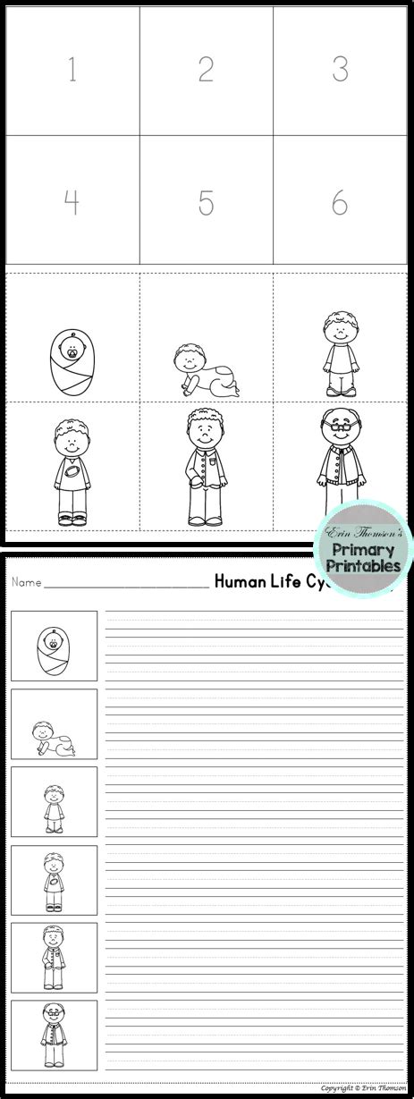 FREE Human Life Cycle Sequence ~ Includes boy and girl versions! | Life cycles | Human life ...