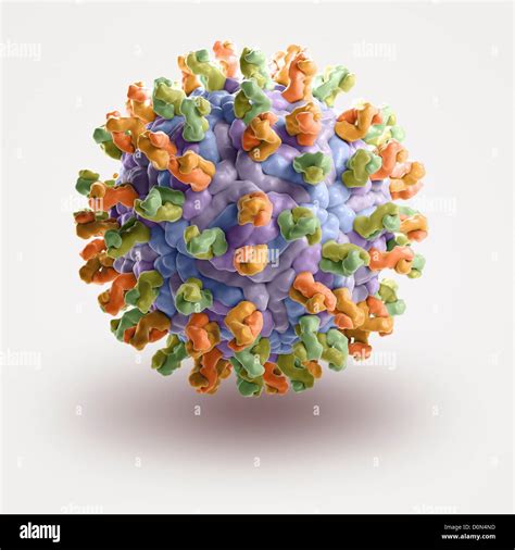 Structure West Nile Virus (PDB 3IYW). WNV is virus family Flaviviridae mainly infects birds but ...