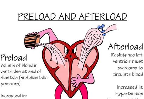 Understanding Preload and Afterload in the Heart