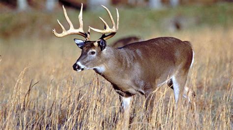 White-Tailed Deer | Mississippi State University Extension Service