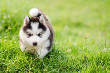 Siberian Husky Puppy With Shoe Free Stock Photo - Public Domain Pictures